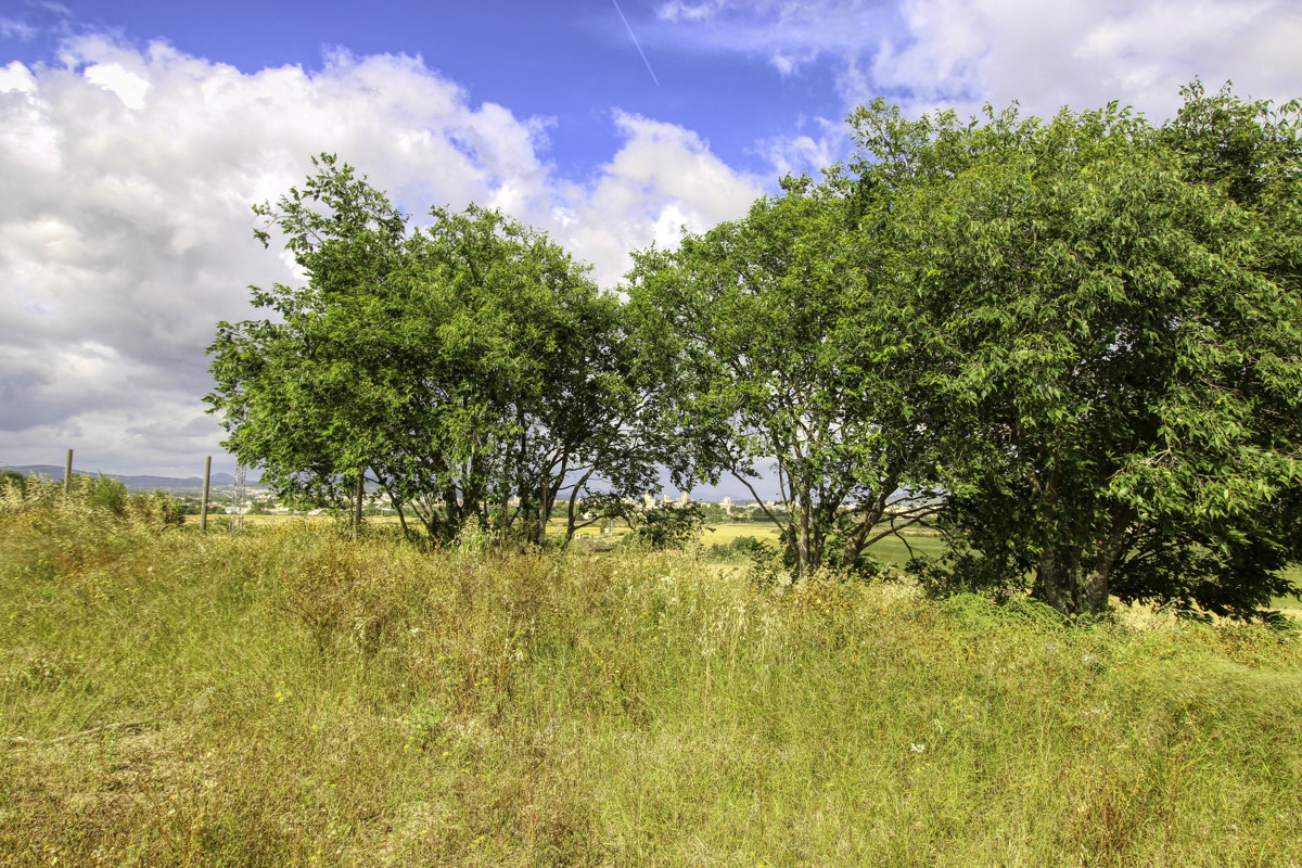 En-venta-finca-con-pozo-proyecto-aceptado-para-construir-casa-y-piscina-en-Manacor