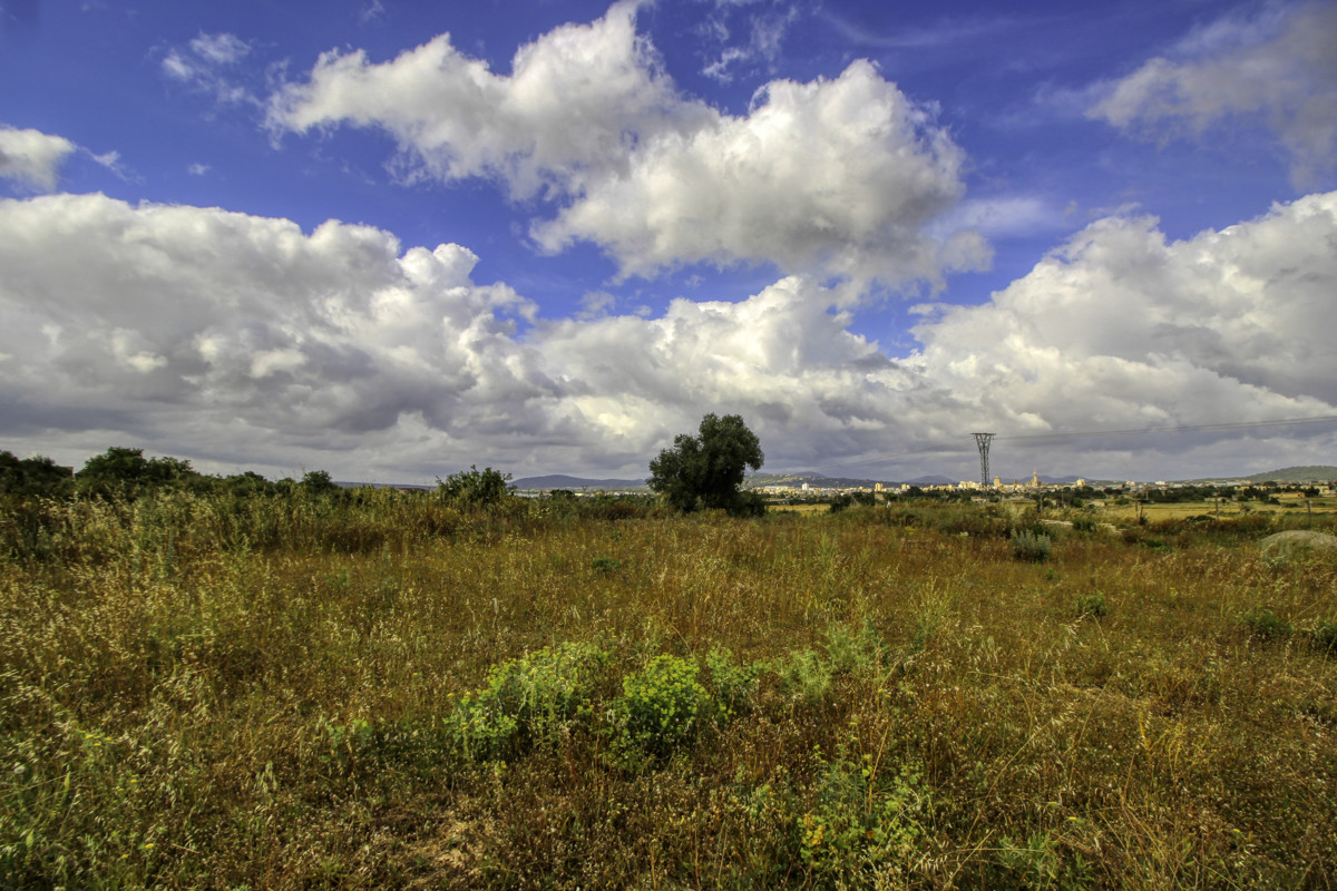 En-venta-finca-con-pozo-proyecto-aceptado-para-construir-casa-y-piscina-en-Manacor