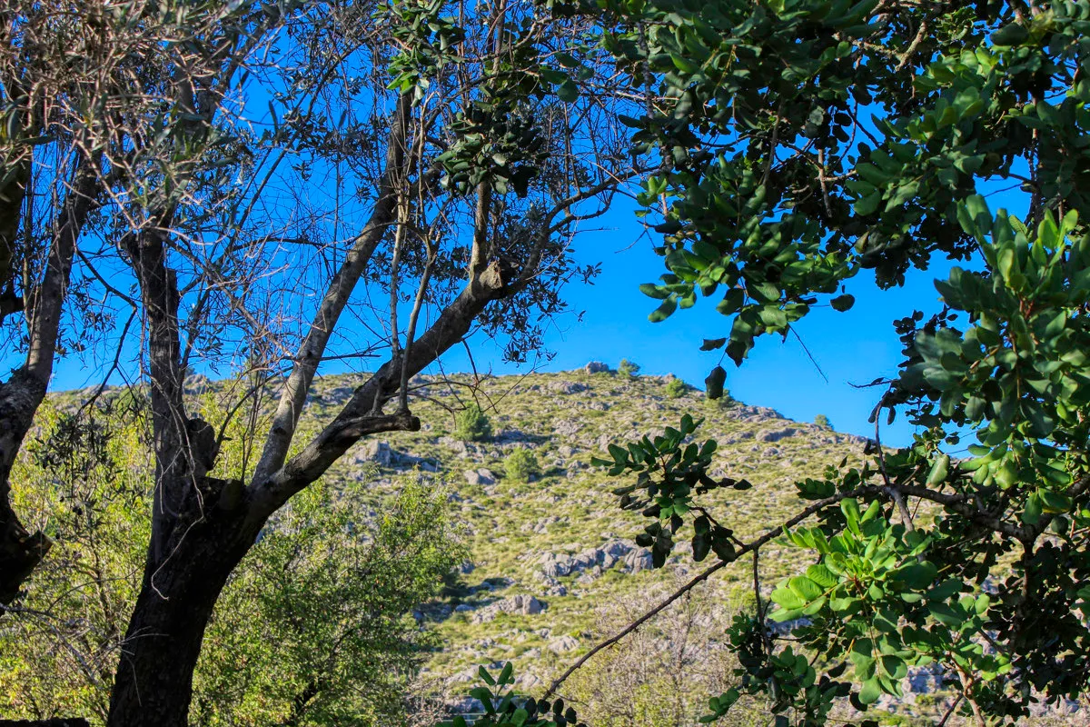 Gran-parcela-con-proyecto-en-venta-en-Pollensa