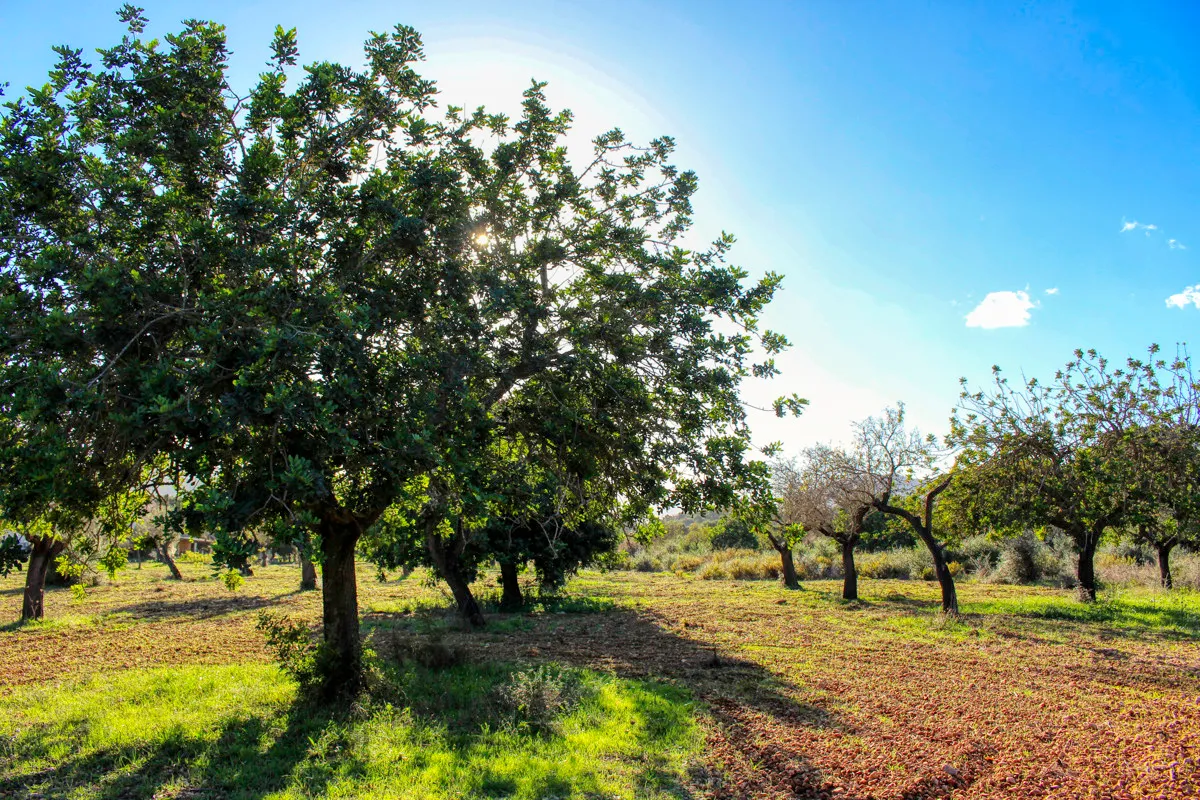 Gran-parcela-con-proyecto-en-venta-en-Pollensa