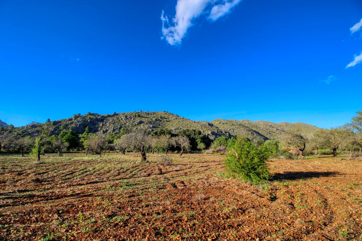 Gran-parcela-con-proyecto-en-venta-en-Pollensa