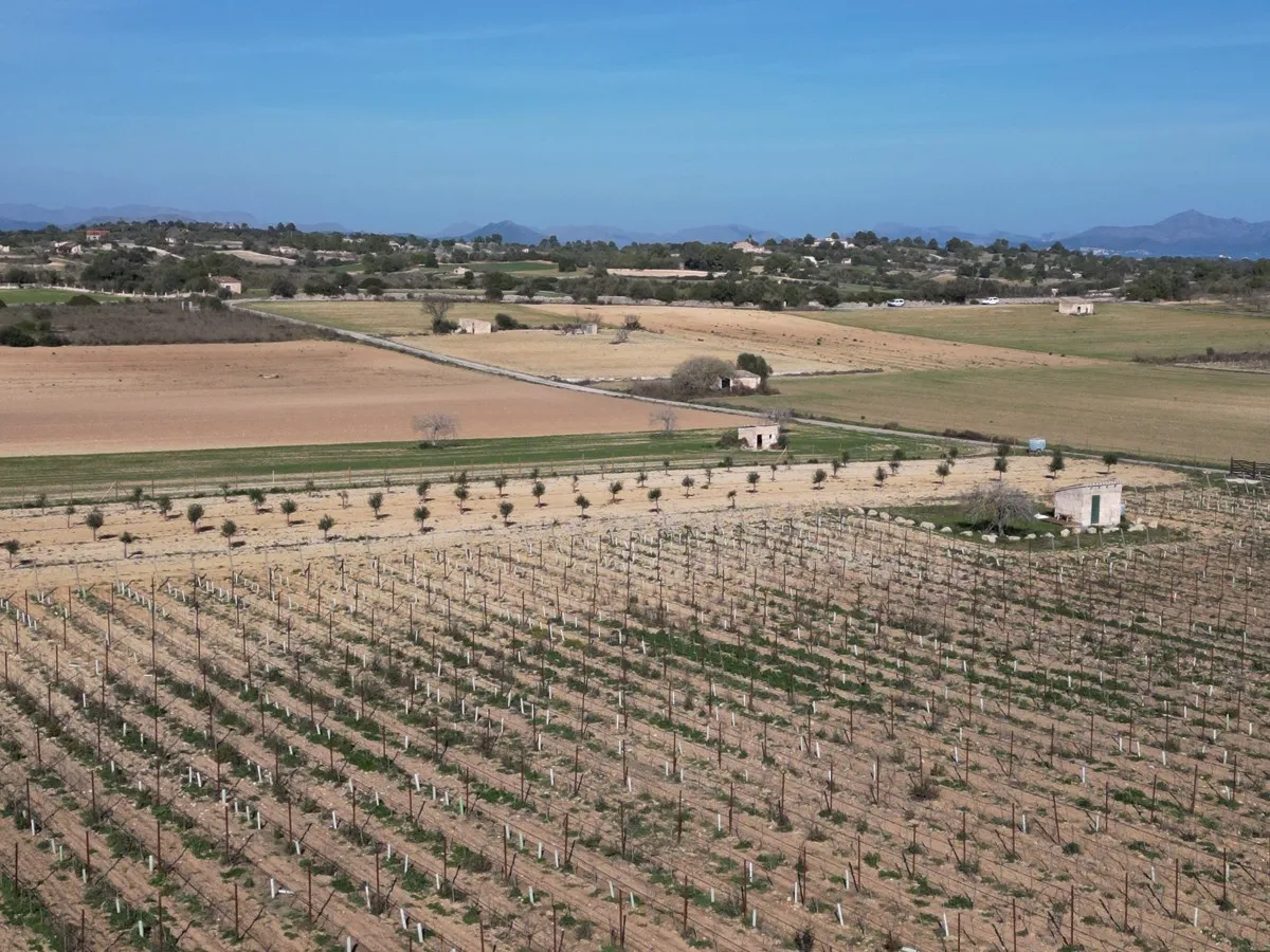 Large-plot-with-basic-project-in-Santa-Margalida