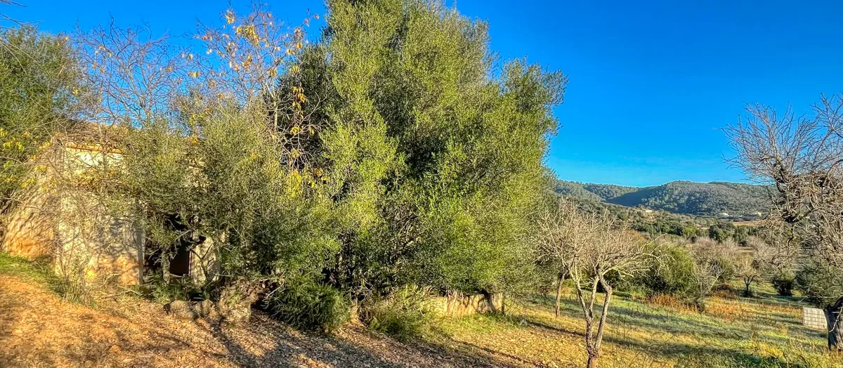 Zu-verkaufen-rustikales-Land-mit-Lizenz-sofort-zu-bauen-ein-Haus-und-Schwimmbad-in-Ullaró