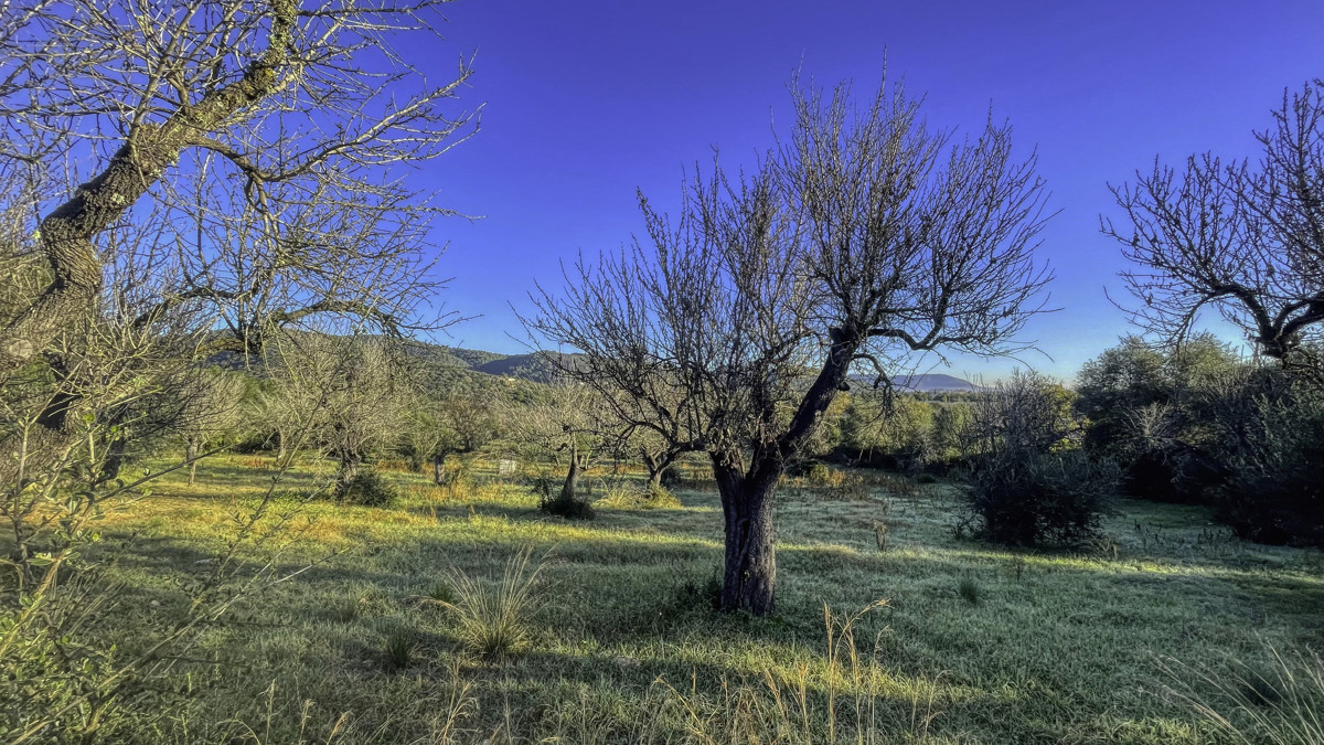 En-venta-finca-rustica-con-licencia-para-construir-de-inmediato-una-casa-y-piscina-en-Ullaró