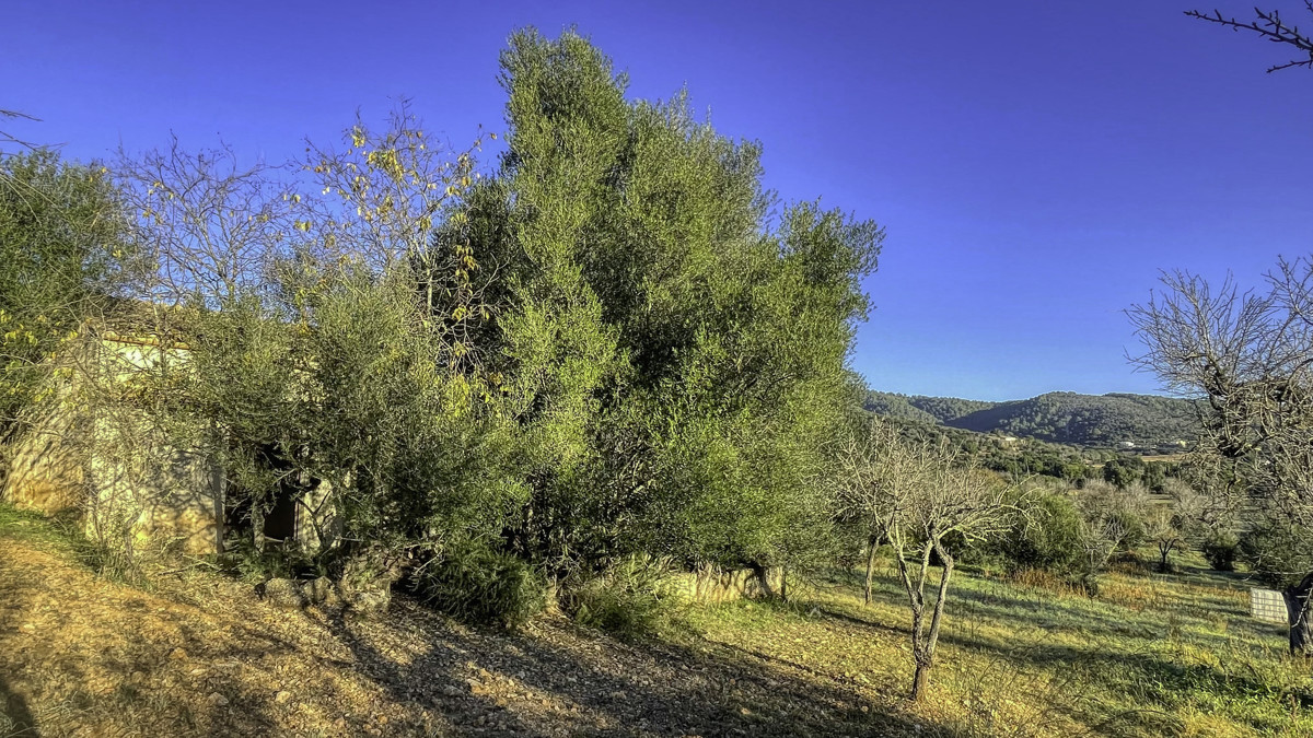 En-venta-finca-rustica-con-licencia-para-construir-de-inmediato-una-casa-y-piscina-en-Ullaró