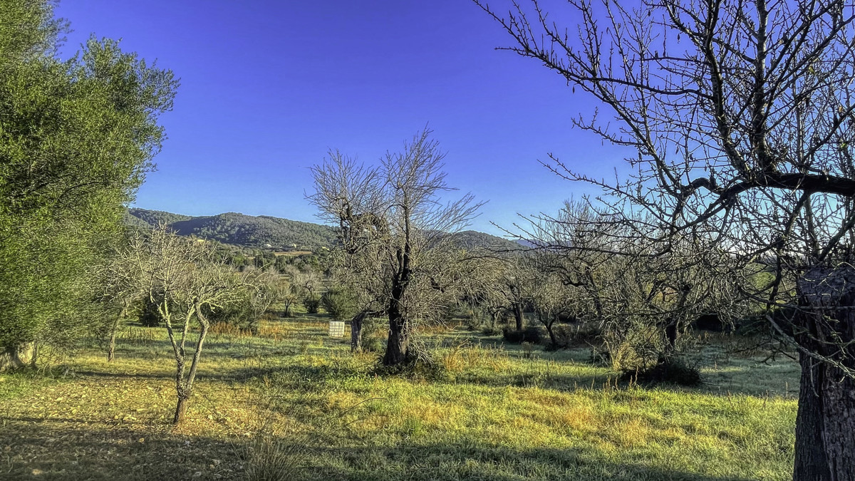 En-venta-finca-rustica-con-licencia-para-construir-de-inmediato-una-casa-y-piscina-en-Ullaró