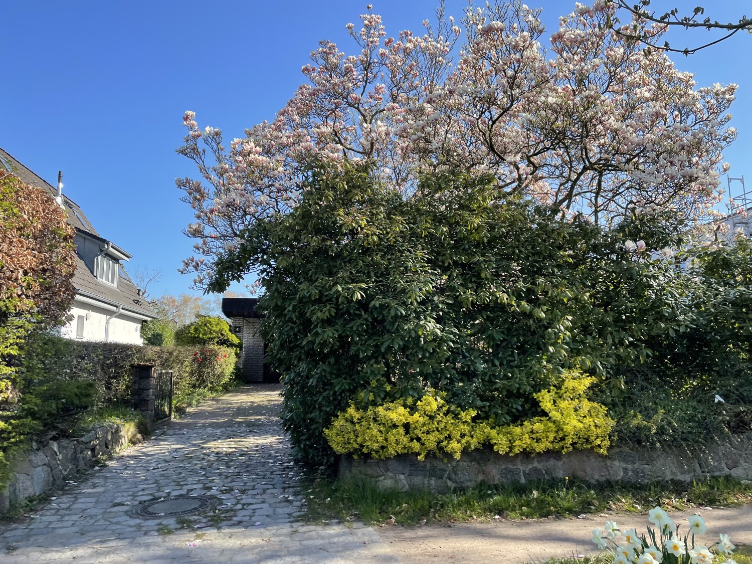 Magnolienbaum im Vorgarten