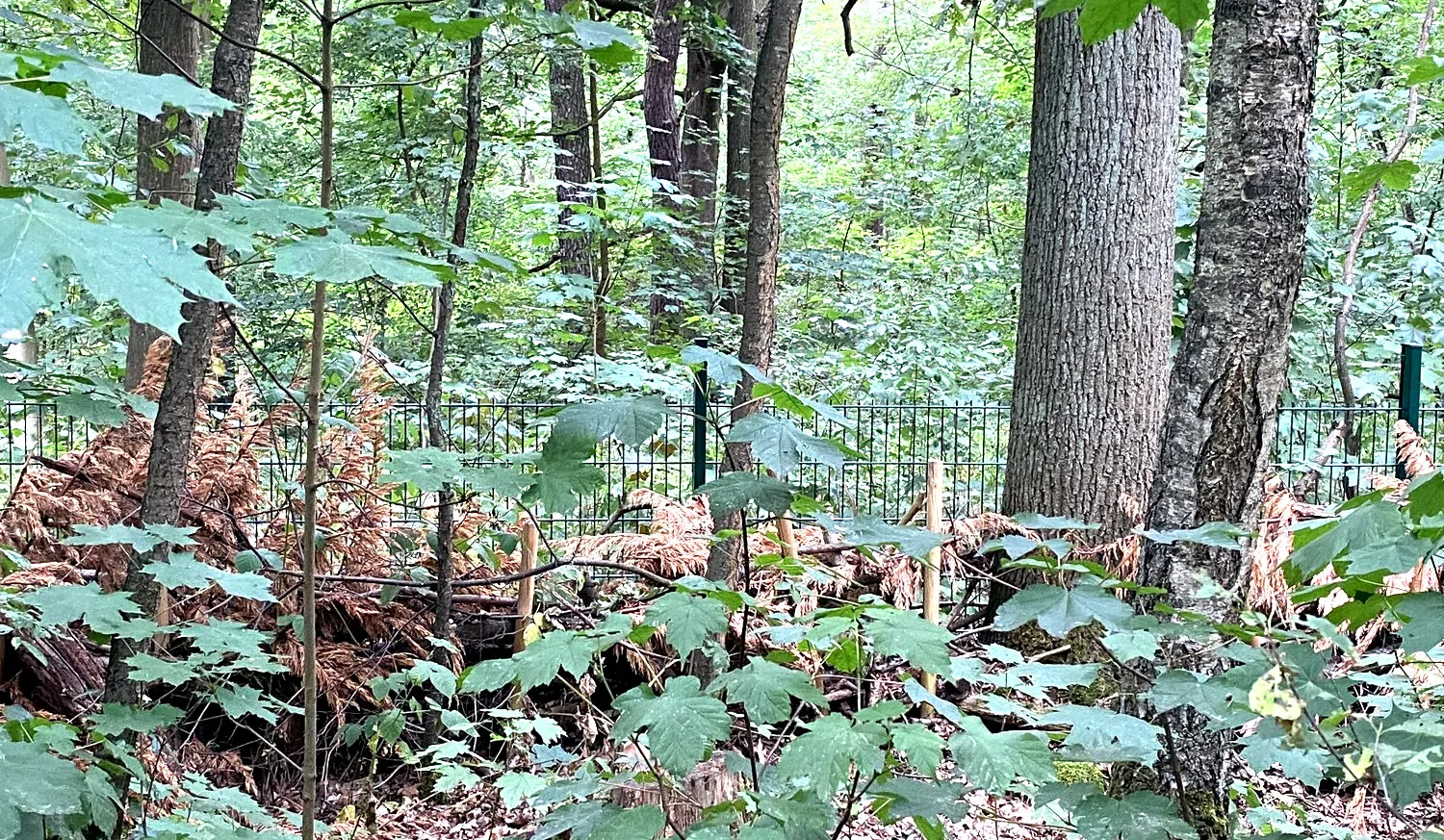 Zaunanlage an der Grundstücksgrenze