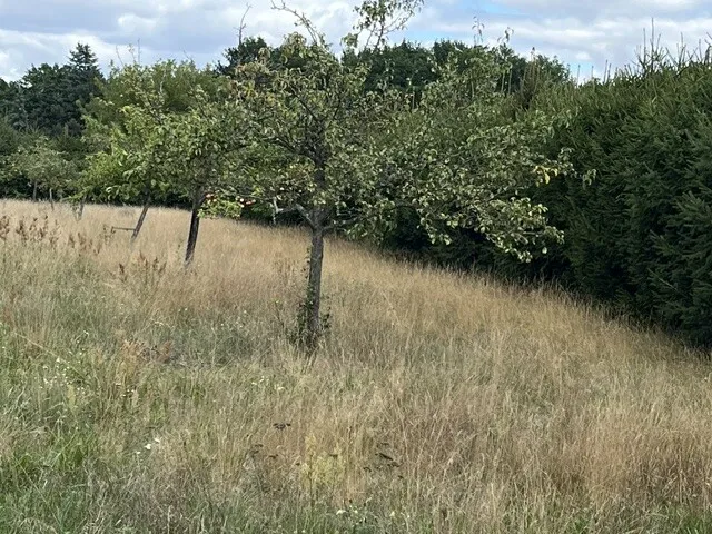 Teil der Obstwiese am östlichen Grundstücksbereich