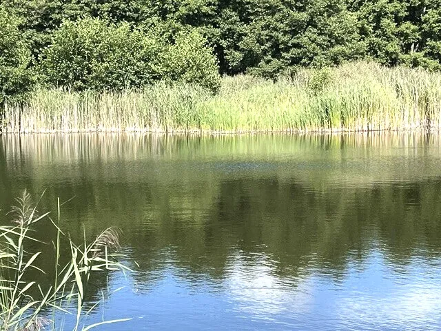 Teich