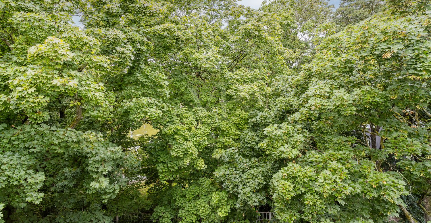 Blick ins Grüne