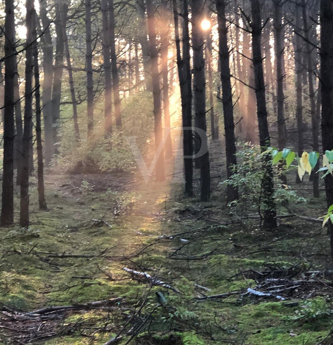 Waldlichtung