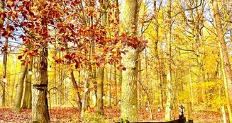 von_poll_real_estate_property_25412029_image_18