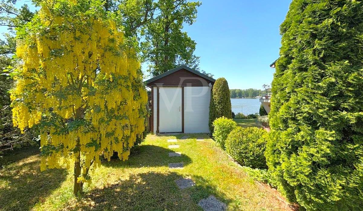 Goldregenbaum ca. 3 m Höhe