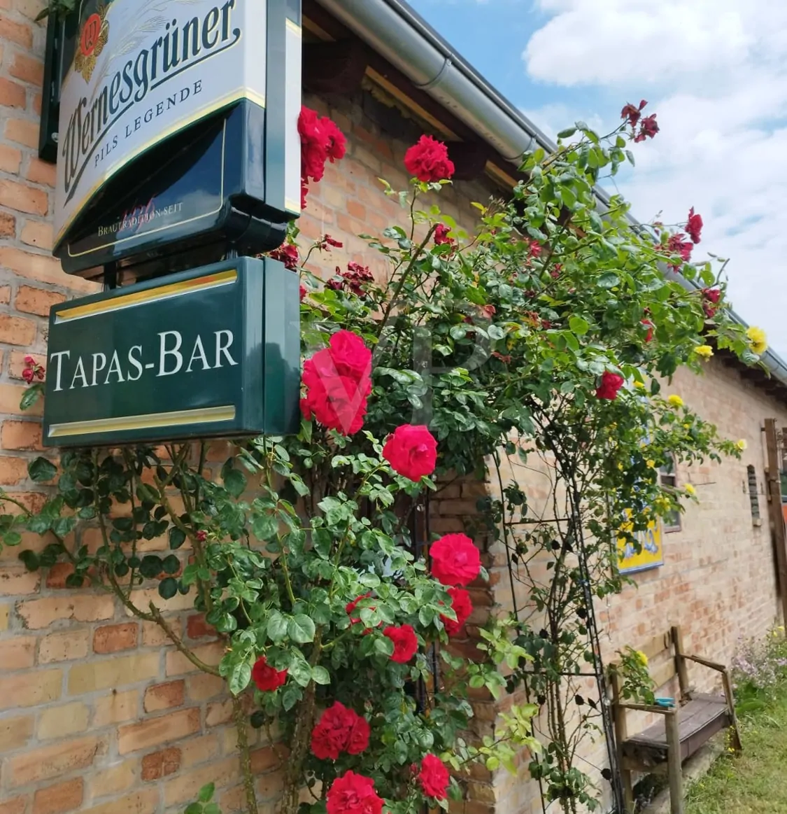 Außenansicht / Rosenstrauch