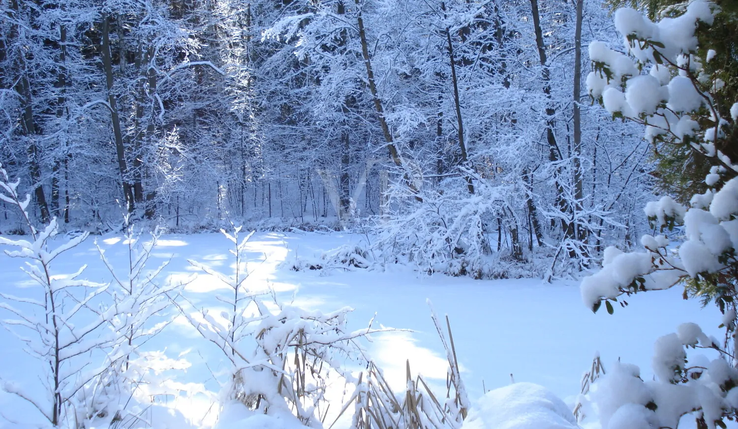 Winter-Impression Teich