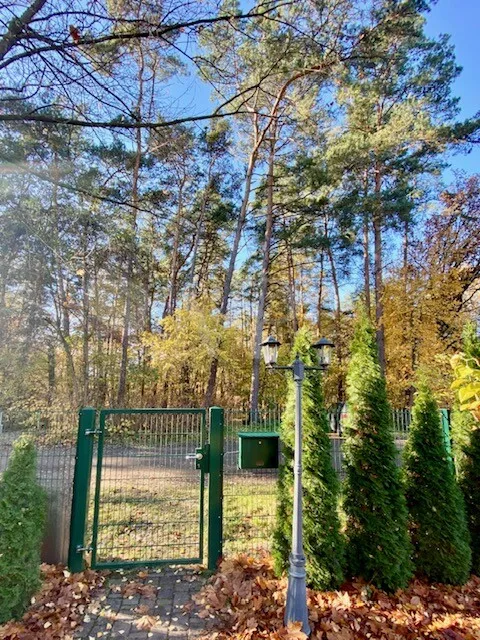 Blick in den Wald