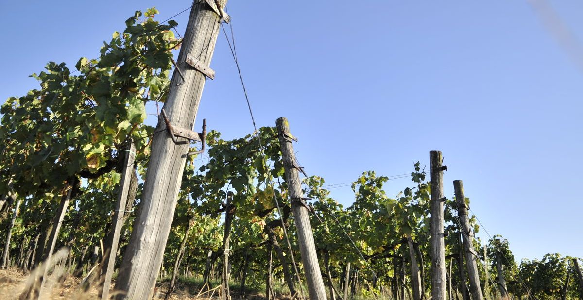 Weingut in der Weinregion Tokaj, Mád.