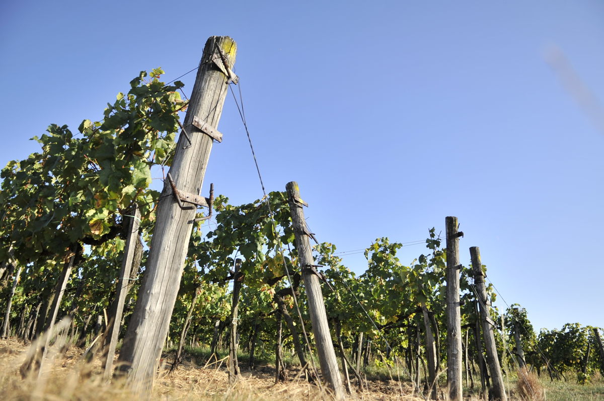 Small winery in Mád, in the Tokaj wine region