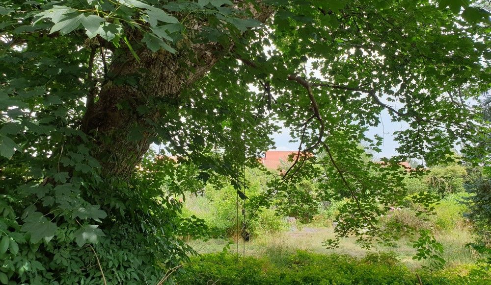 großer Ahornbaum im Garten-min