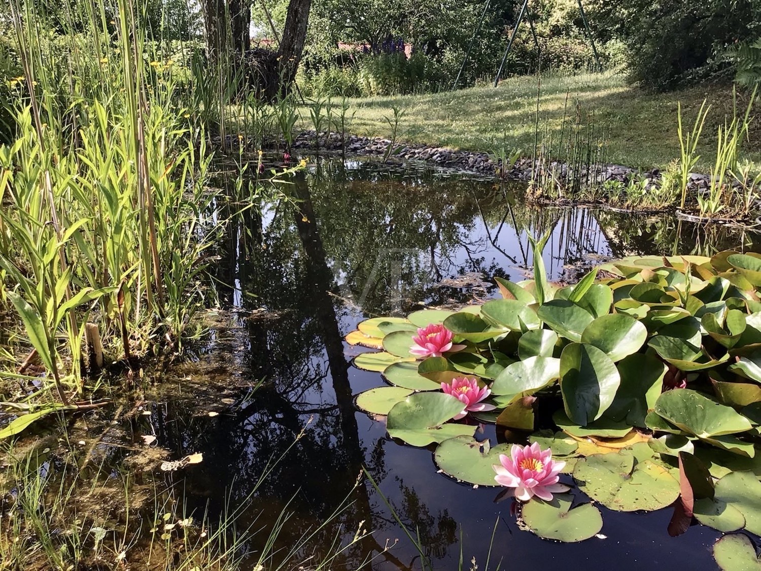 Gartenteich