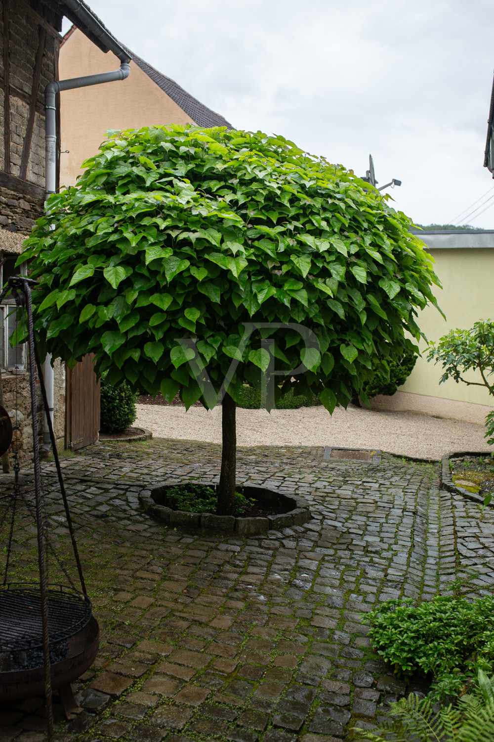 Baum im Innenhof