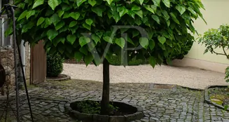 von_poll_real_estate_property_25451017_image_30