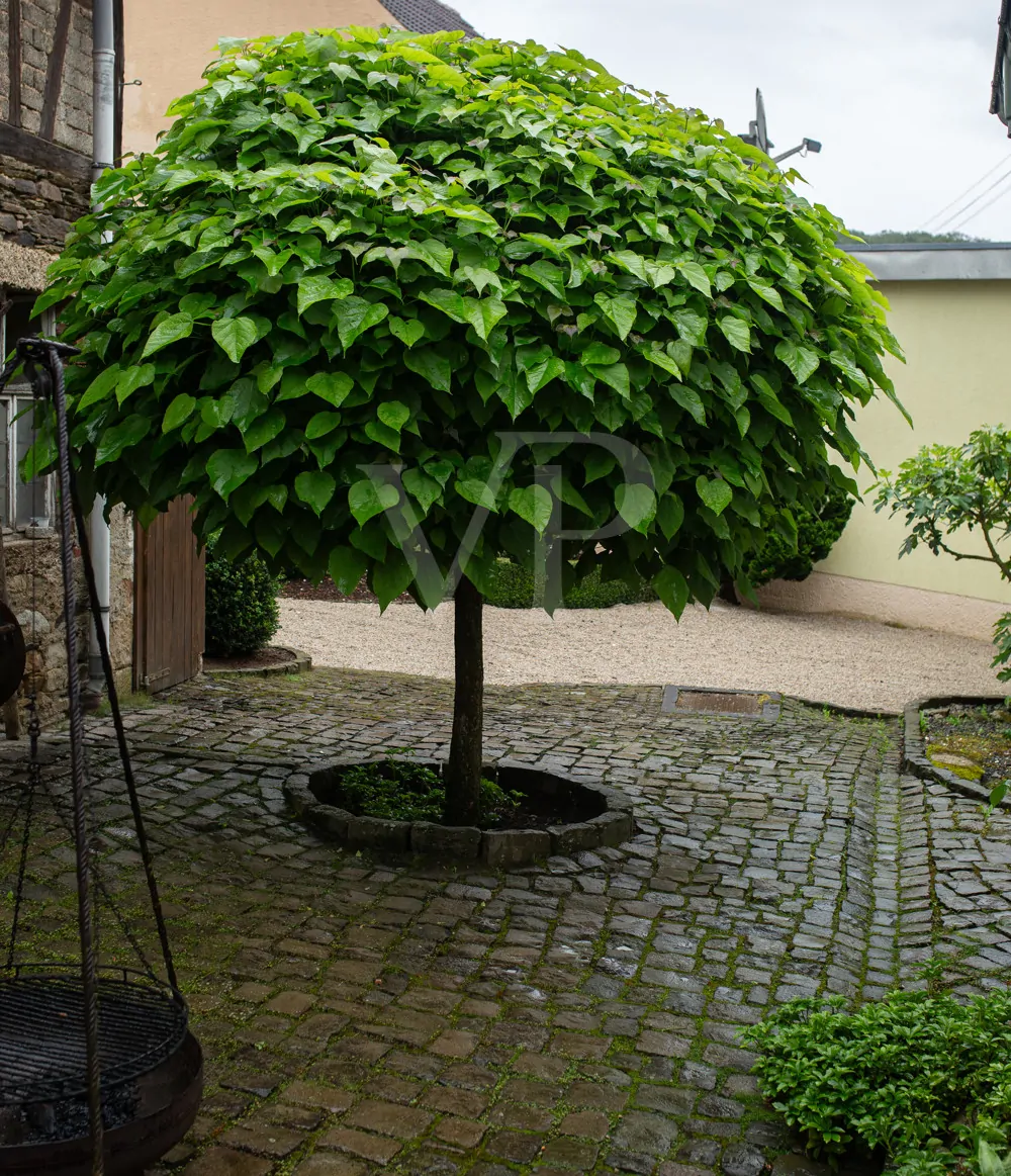 Baum im Innenhof