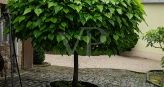 von_poll_real_estate_property_25451017_image_30