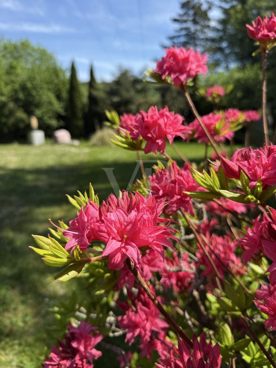 Impression Garten