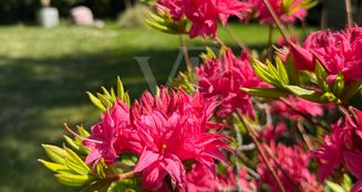 von_poll_real_estate_property_25451030_image_12