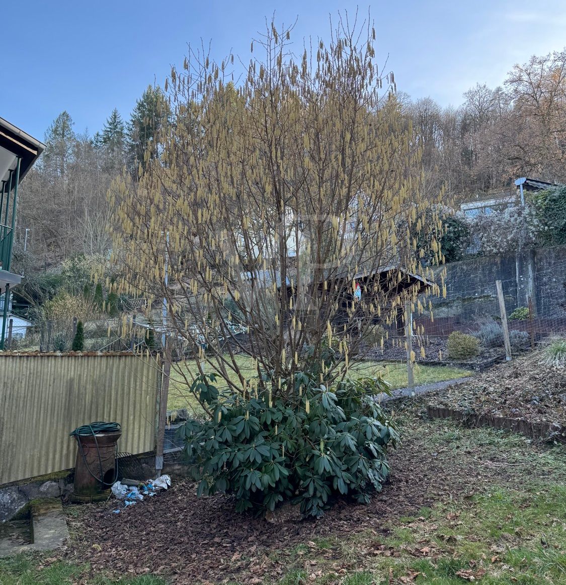 Garten (2)