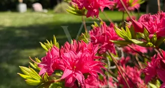 von_poll_real_estate_property_25451097_image_21