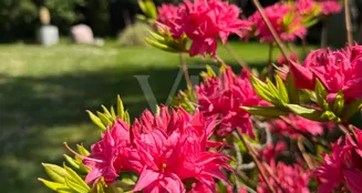 von_poll_real_estate_property_25451097_image_21