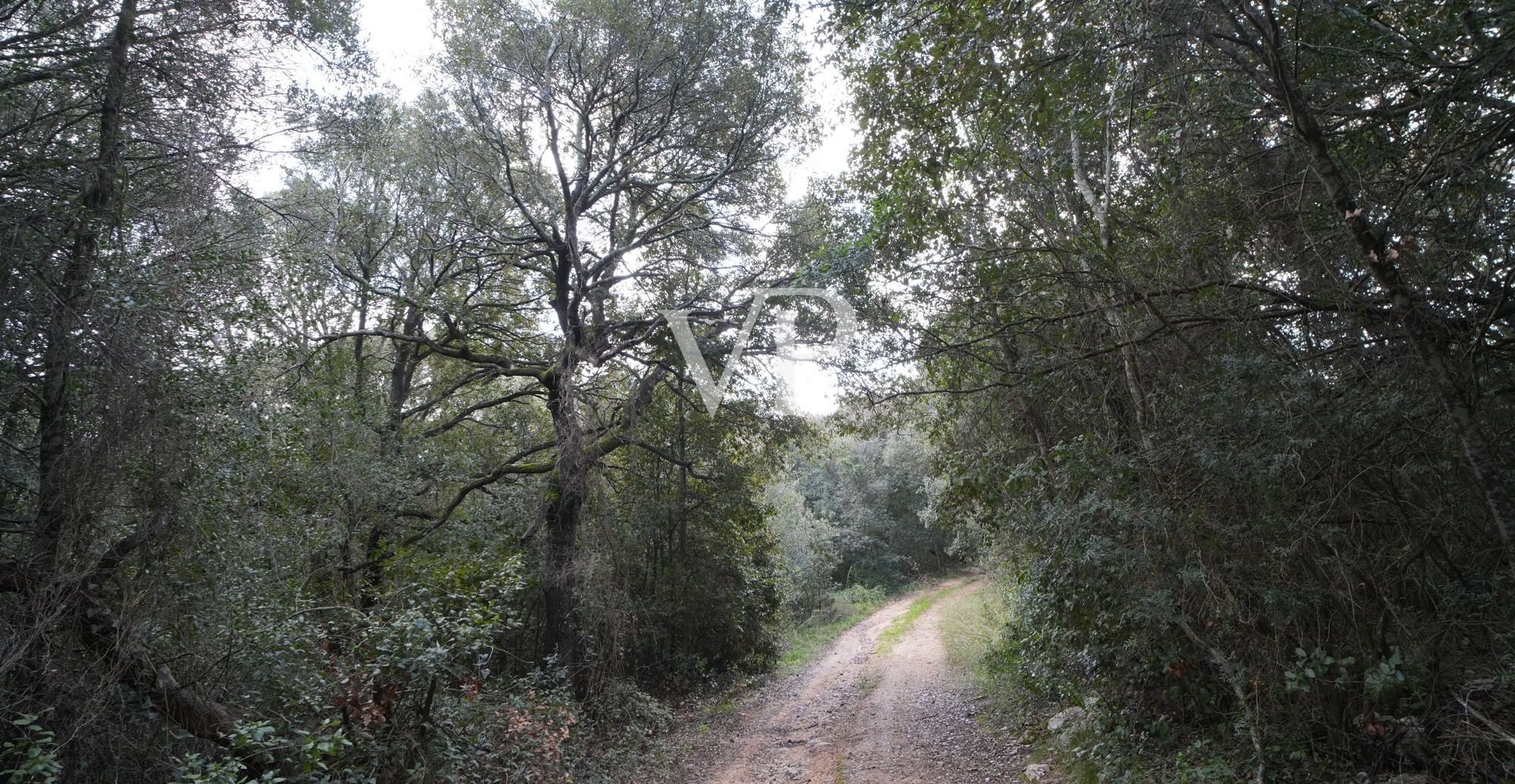 DSC06698