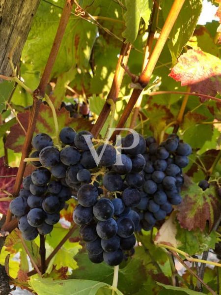 Prestigious wine estate in the heart of Monferrato