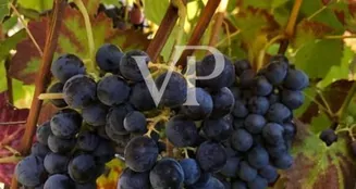 von_poll_real_estate_property_IT252941982_image_9