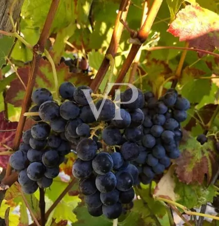 Prestigeträchtiges Weingut im Herzen des Monferrato