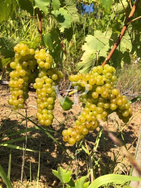 Prestigious wine estate in the heart of Monferrato