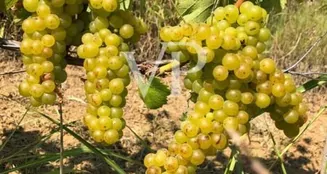 von_poll_real_estate_property_IT252941982_image_10