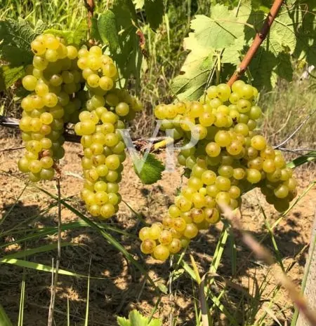 Prestigeträchtiges Weingut im Herzen des Monferrato