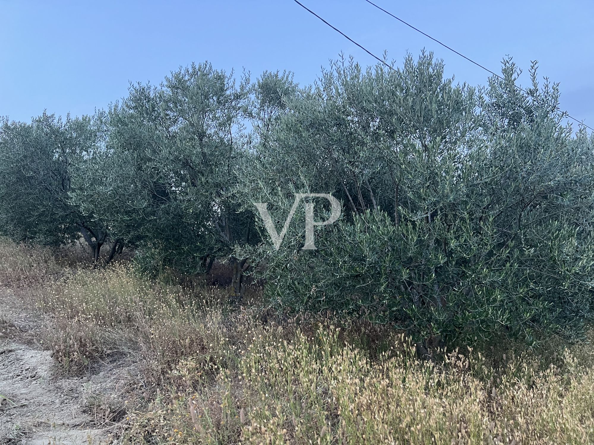 Prestigious wine estate in the heart of Monferrato