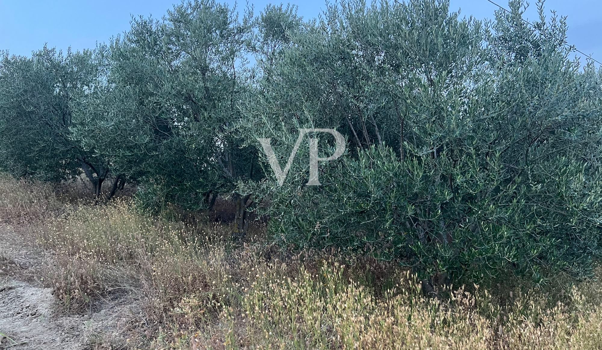 Prestigiosa Tenuta vitivinicola nel cuore del Monferrato