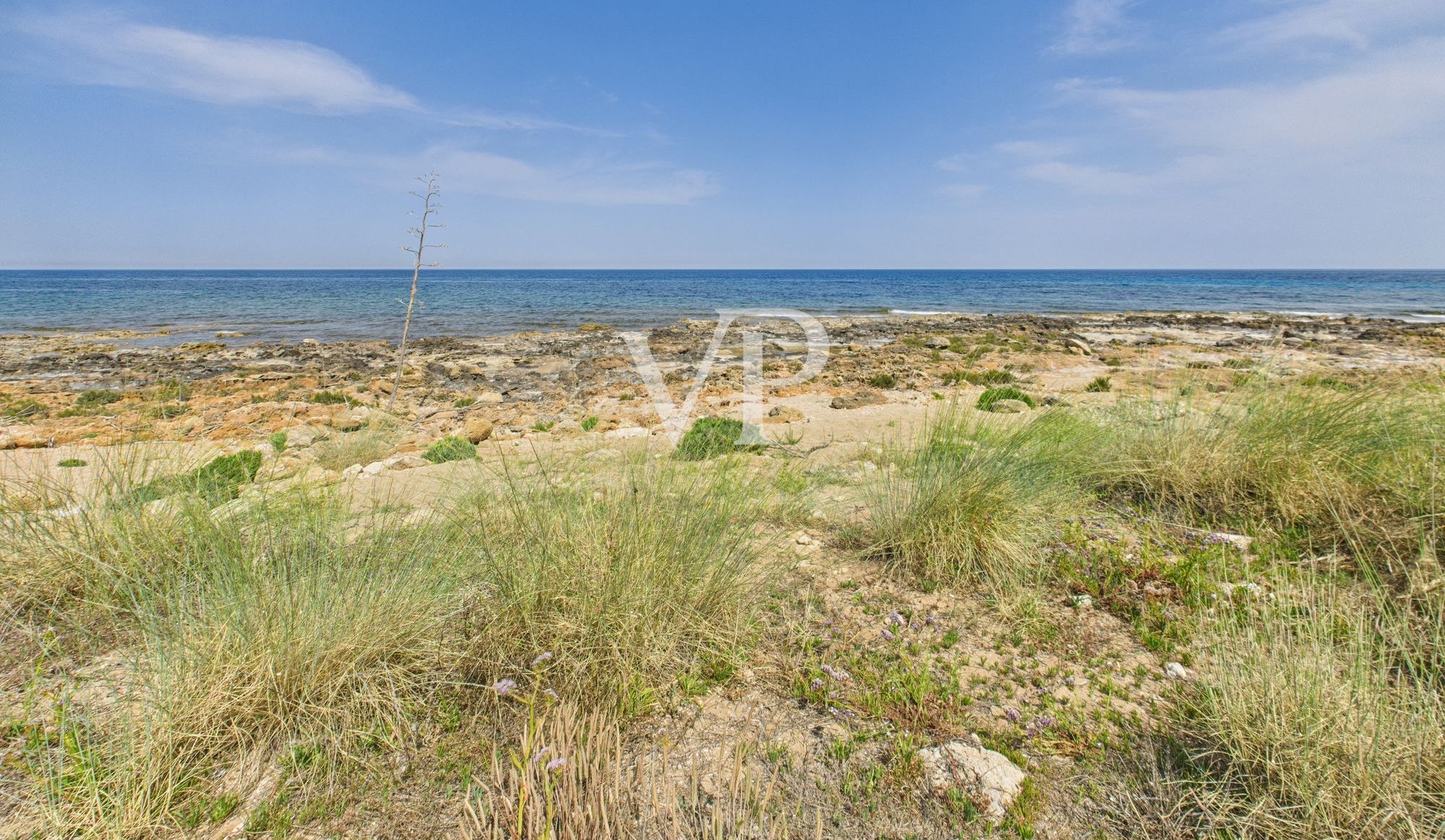 mare