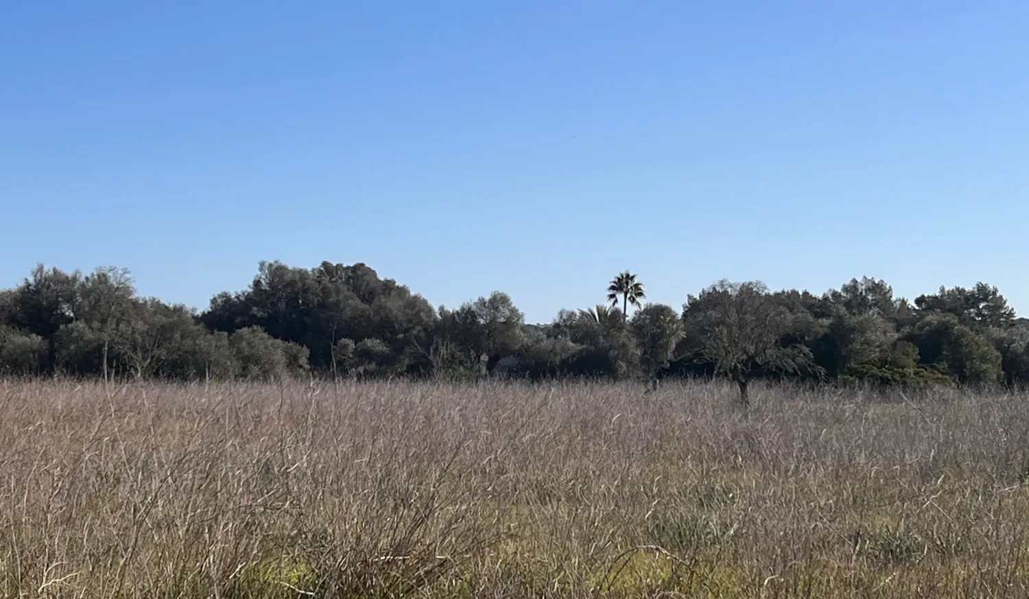 Grundstücke-mit-Baugenehmigung-in-Sencelles