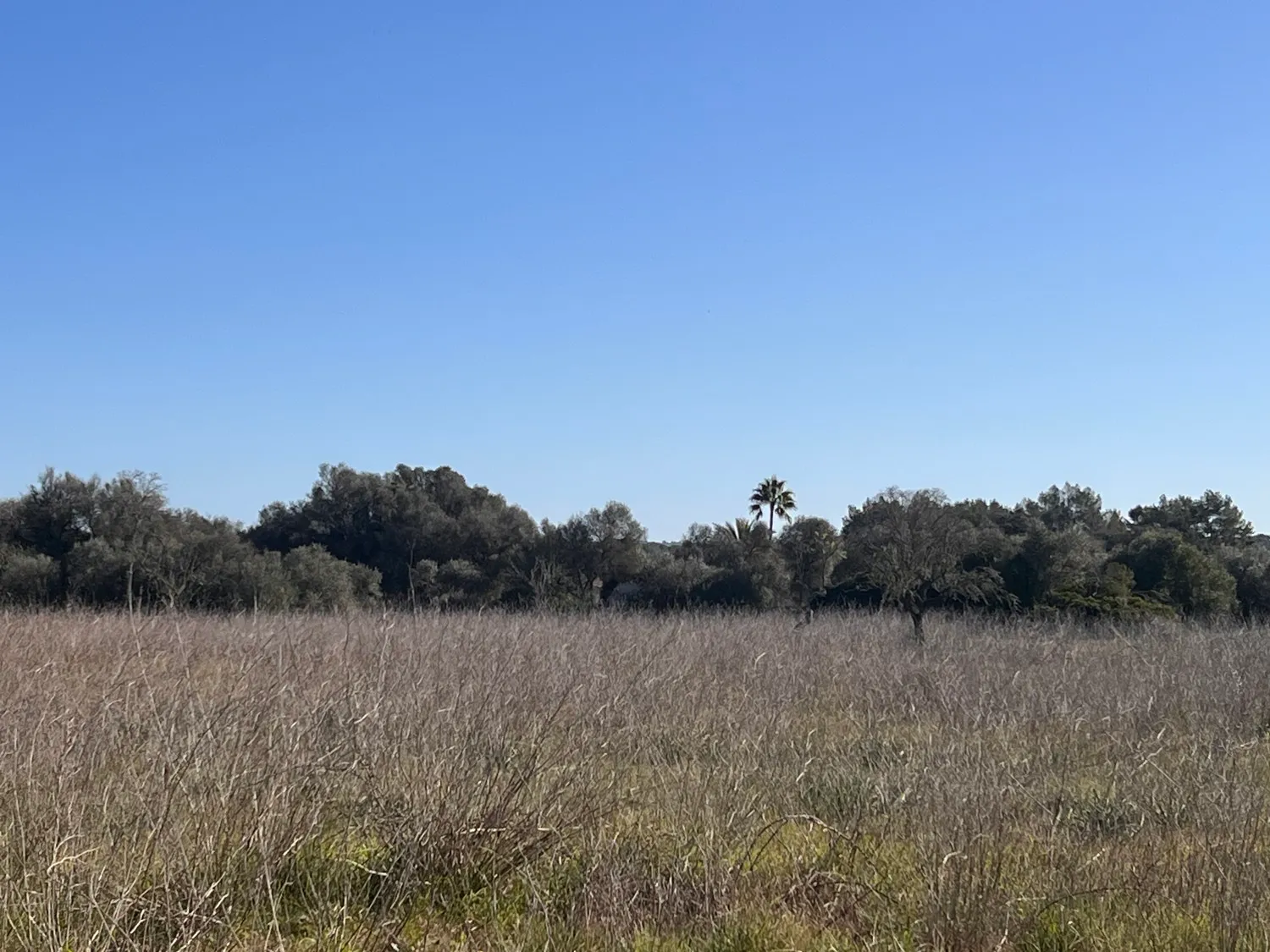 Grundstücke-mit-Baugenehmigung-in-Sencelles