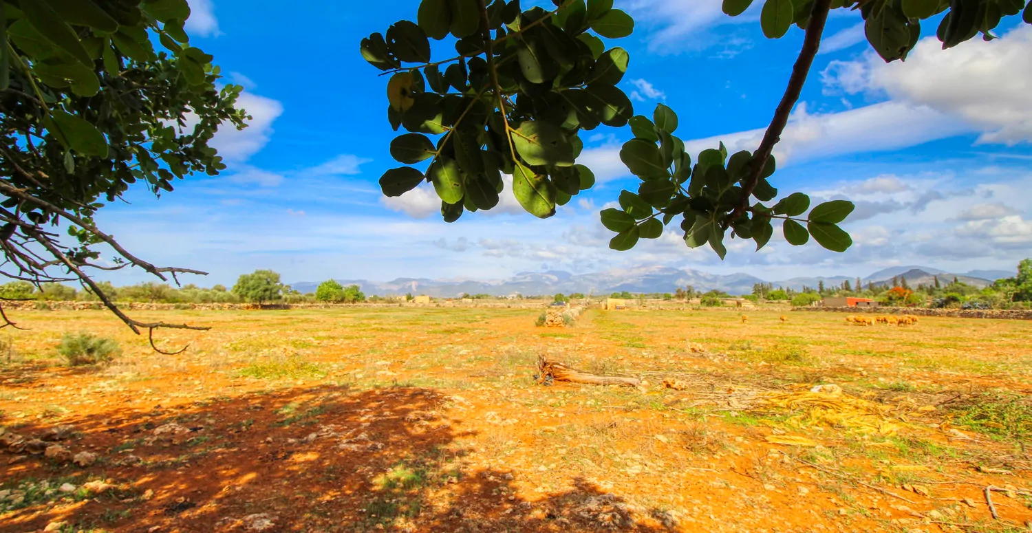 Zu-verkaufen-fantastische-Finca-in-sehr-ruhiger-Lage-bei-Costitx-Inca