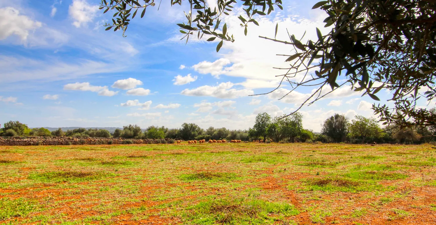 Zu-verkaufen-fantastische-Finca-in-sehr-ruhiger-Lage-bei-Costitx-Inca