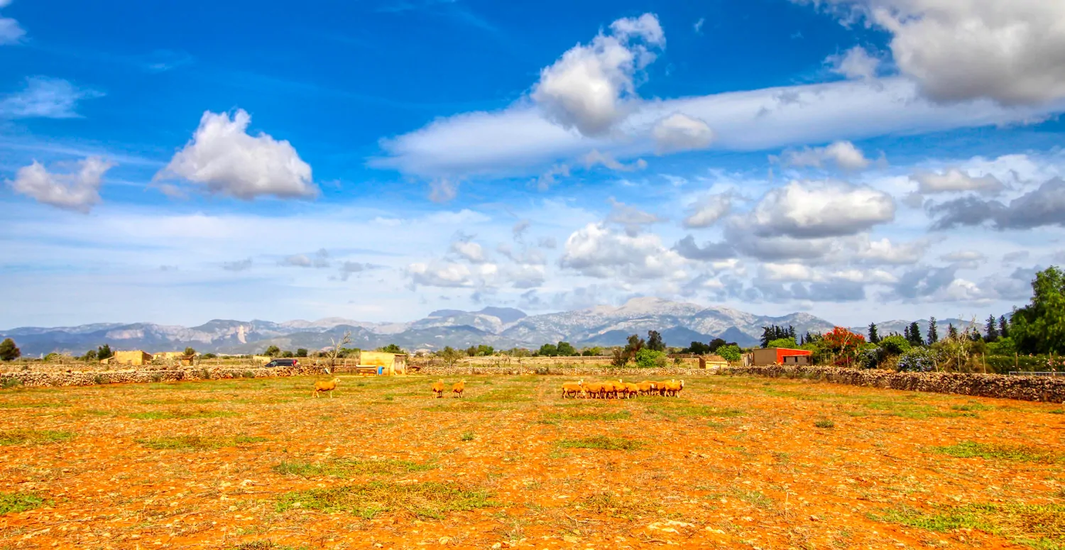 Zu-verkaufen-fantastische-Finca-in-sehr-ruhiger-Lage-bei-Costitx-Inca