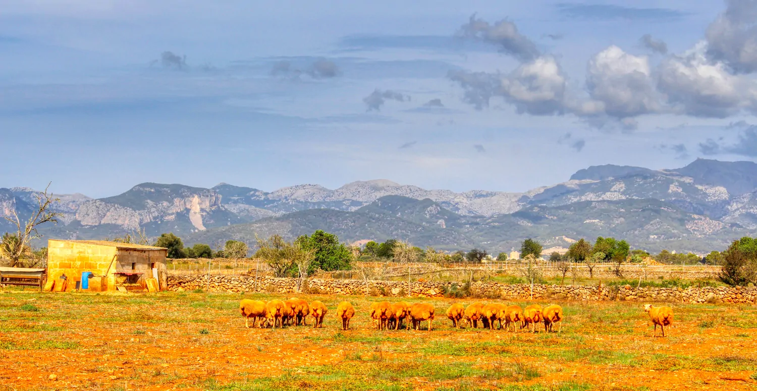 Zu-verkaufen-fantastische-Finca-in-sehr-ruhiger-Lage-bei-Costitx-Inca